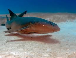 Image result for Ginglymostoma cirratum