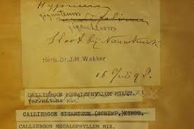 Attēlu rezultāti vaicājumam “Calliergon megalophyllum”