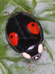 Attēlu rezultāti vaicājumam “Chilocorus renipustulatus”