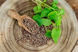 Attēlu rezultāti vaicājumam “Fagopyrum esculentum fruit”