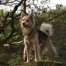 Attēlu rezultāti vaicājumam “Canis lupus familiaris”