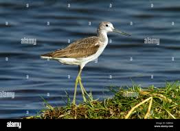 Attēlu rezultāti vaicājumam “Tringa stagnatilis”