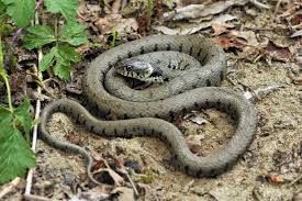 Image result for Ringelnatter