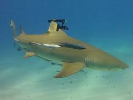 Image result for sharks lasers