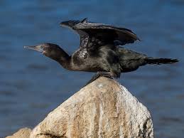 Attēlu rezultāti vaicājumam “Lycogala convexum young”