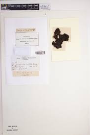 Attēlu rezultāti vaicājumam “Gymnocolea inflata”