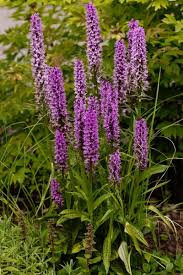 Attēlu rezultāti vaicājumam “Dactylorhiza majalis subsp. baltica”