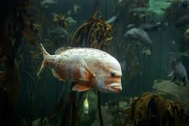 Image result for Chrysoblephus laticeps