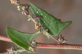 Attēlu rezultāti vaicājumam “Atriplex patula fruit”