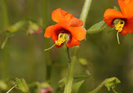 Image result for Alonsoa liniflora