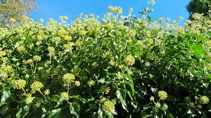 Attēlu rezultāti vaicājumam “Hedera helix  flower”