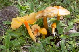 Attēlu rezultāti vaicājumam “Hygrocybe acutoconica”