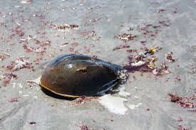 Image result for Limulus polyphemus