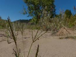 Attēlu rezultāti vaicājumam “Digitaria ischaemum”