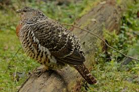 Attēlu rezultāti vaicājumam “Tetrao urogallus female”