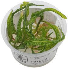 Attēlu rezultāti vaicājumam “Cribraria costata macro”