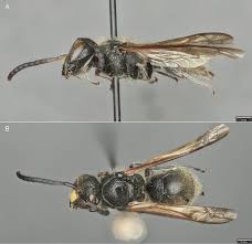 Attēlu rezultāti vaicājumam “Ancistrocerus sp.”