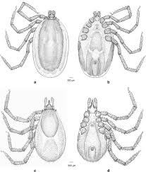 Attēlu rezultāti vaicājumam “Ixodes male”