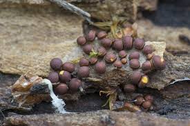 Attēlu rezultāti vaicājumam “Perichaena corticalis”