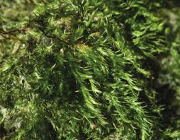 Attēlu rezultāti vaicājumam “Homomallium incurvatum sporophyte”