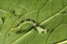 Attēlu rezultāti vaicājumam “Eupithecia tenuiata”