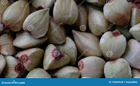 Attēlu rezultāti vaicājumam “Fagopyrum esculentum fruit”