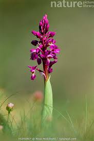 Attēlu rezultāti vaicājumam “Orchis mascula”
