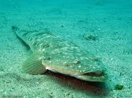 Image result for Platycephalus richardsoni