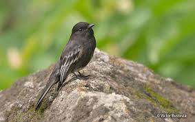 Image result for Sayornis phoebe