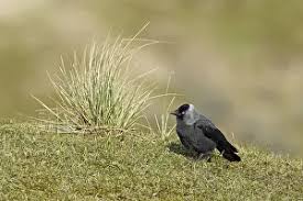 Attēlu rezultāti vaicājumam “Corvus monedula adult”