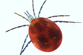 Attēlu rezultāti vaicājumam “Hydrachna”