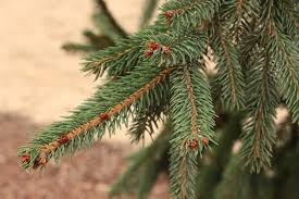 Attēlu rezultāti vaicājumam “Picea abies leaf”