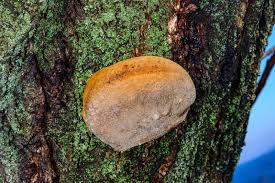 Attēlu rezultāti vaicājumam “Phellinus populicola”