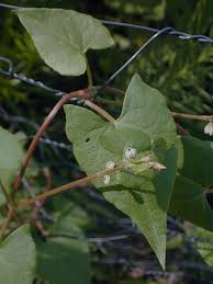 Attēlu rezultāti vaicājumam “Fallopia convolvulus fruit”