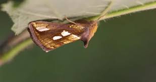 Attēlu rezultāti vaicājumam “Plusia festucae”