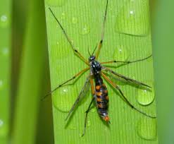 Attēlu rezultāti vaicājumam “Ptychoptera sp.”