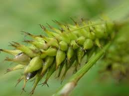 Attēlu rezultāti vaicājumam “Carex atherodes”
