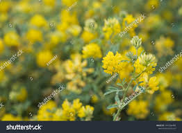 Attēlu rezultāti vaicājumam “Medicago sativa subsp. falcata”