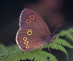 Attēlu rezultāti vaicājumam “Aphantopus hyperantus underside”