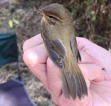 Image result for Phylloscopus schwarzi