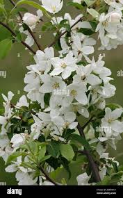 Attēlu rezultāti vaicājumam “Malus mandshurica”