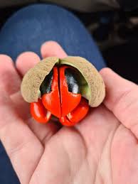 Attēlu rezultāti vaicājumam “Trichia erecta”