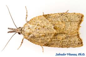 Attēlu rezultāti vaicājumam “Tortricidae”