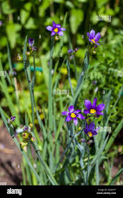 Attēlu rezultāti vaicājumam “Sisyrinchium montanum”