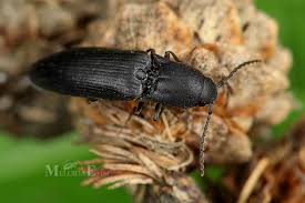 Attēlu rezultāti vaicājumam “Ectinus aterrimus”