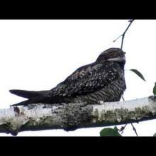 Image result for Chordeiles minor