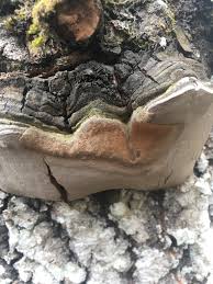 Attēlu rezultāti vaicājumam “Phellinus tremulae”