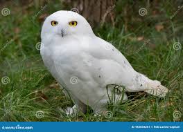 Image result for Bubo scandiacus