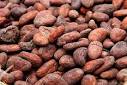 Cacao Beans,Organic Cacao Beans,Dry Cocoa Bean,Cocoa Beans ...