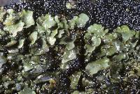 Attēlu rezultāti vaicājumam “Dermatocarpon luridum”